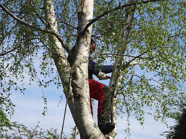 Best Tree Trimming and Pruning  in Lakeview, MI